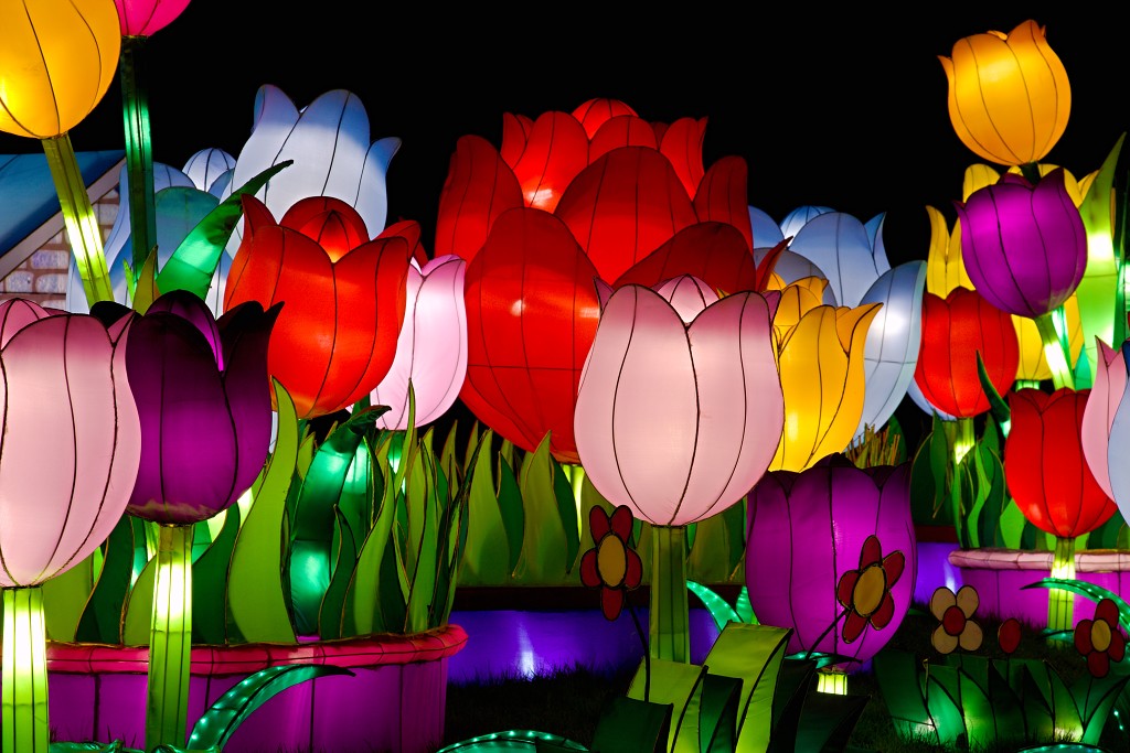 china light licht festival lichtshow show festiviteit glow evenement event chinees chinese verlichting draak dragon lichtfestival zoo